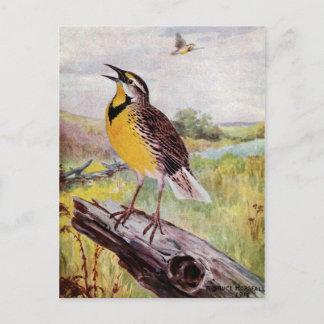 Carte Postale Meadowlark sur une branche