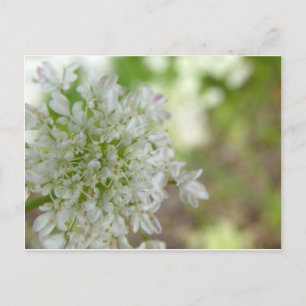 Carte Postale Meadowsweet