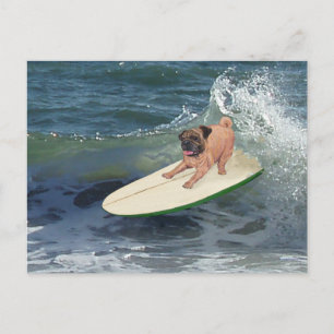 Carte Postale Mec surfeur Pug