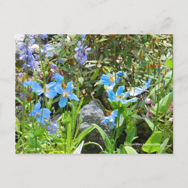 Carte Postale Meconopsis betonicifolia [Carte postale] ポ ー ド (Devant)