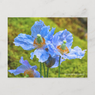 Carte Postale Meconopsis betonicifolia [Carte postale] ポ ー ド
