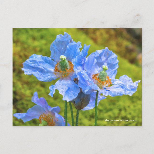 Carte Postale Meconopsis betonicifolia [Carte postale] ポ ー ド (Devant)