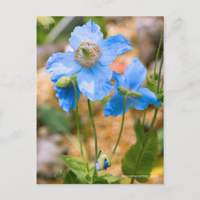 Carte Postale Meconopsis betonicifolia [Postcard] ポストカード (Devant)