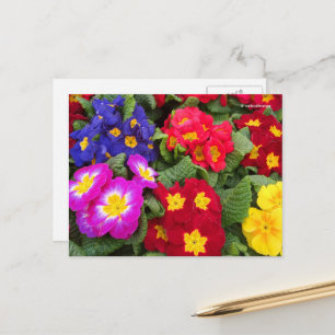 Carte Postale Médaille florale printanière colorée de Primulas