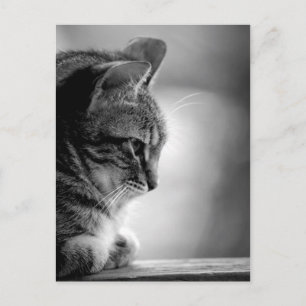 Carte Postale Méditation de chats noir et blanc