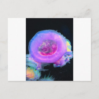 Carte Postale Méduse