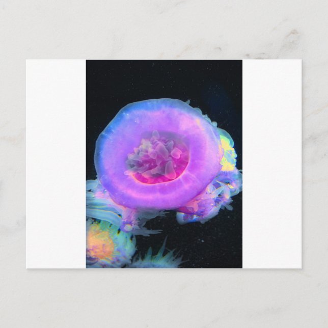 Carte Postale Méduse (Devant)