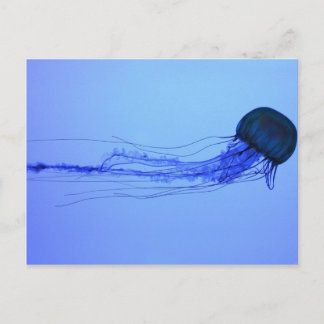 Carte Postale Méduse