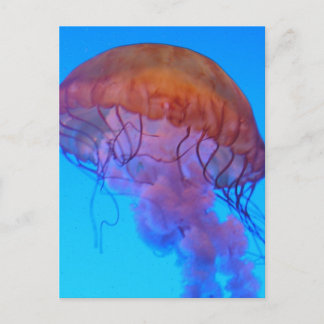 Carte Postale Méduse