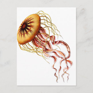 Carte Postale méduse