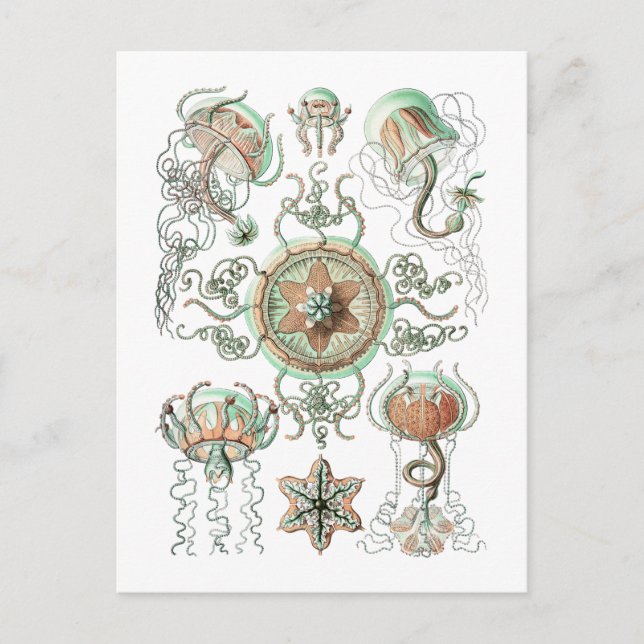 Carte Postale Méduse (Devant)