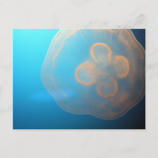 Carte Postale Méduse