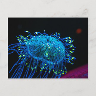 Carte Postale méduse bioluminescente