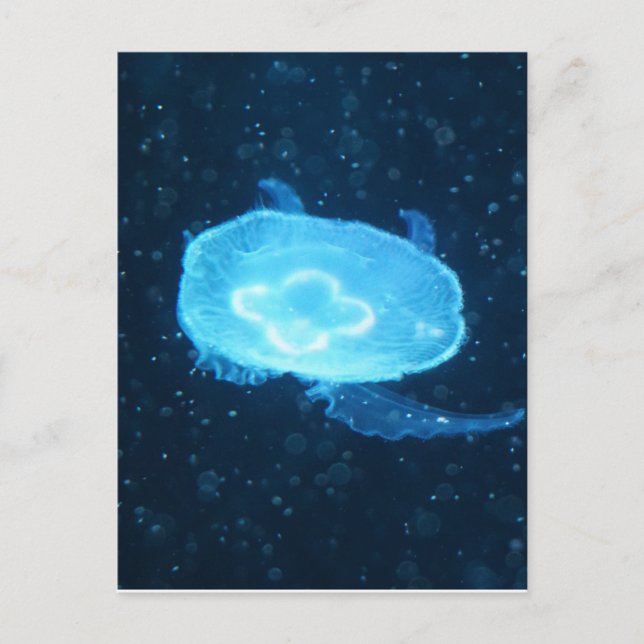 Carte Postale Méduse bleue nageant (Devant)