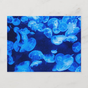Carte Postale Méduse bleue sous l'eau
