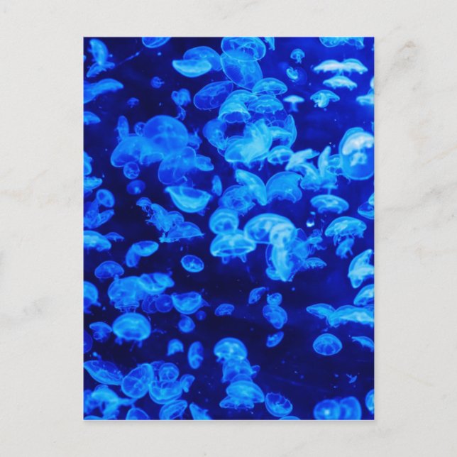 Carte Postale Méduse dans la Mer Bleue Profonde (Devant)