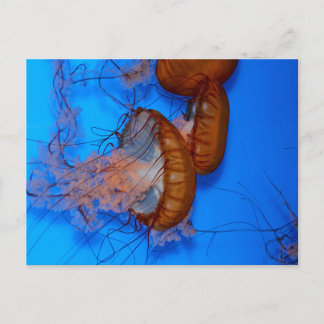 Carte Postale Méduse dans un aquarium