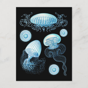 Carte Postale Méduse de Haeckel personnalisable
