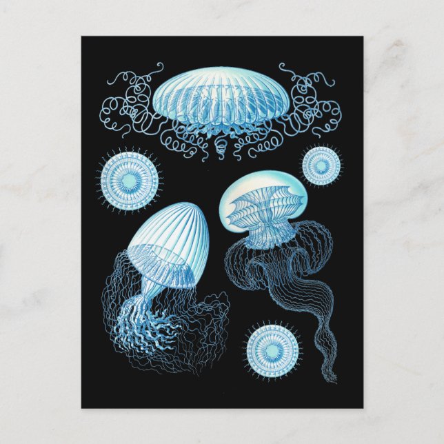 Carte Postale Méduse de Haeckel personnalisable (Devant)
