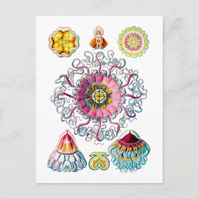 Carte Postale Méduse de la Couronne ou du Casque (Devant)