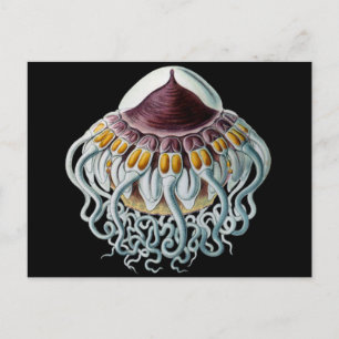 Carte Postale Méduse de la Couronne ou du Casque