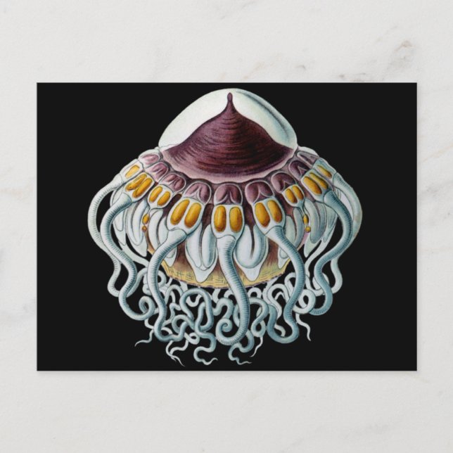 Carte Postale Méduse de la Couronne ou du Casque (Devant)
