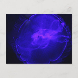 Carte Postale Méduse de lune # 26