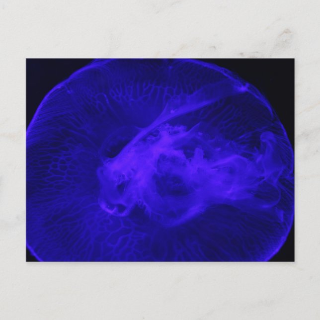 Carte Postale Méduse de lune # 32 (Devant)
