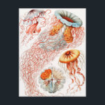 Carte Postale Méduse, Discomedusae par Ernst Haeckel<br><div class="desc">Méduse,  Discomedusae Scheibenquallen par Ernst Haeckel Carte postale</div>
