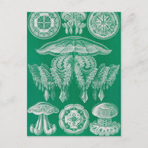 Carte Postale Méduse, Discomedusae par Ernst Haeckel