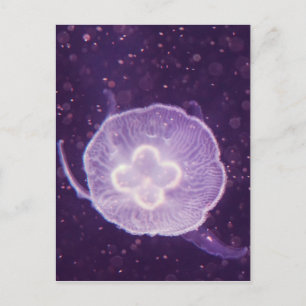 Carte Postale Méduse natante