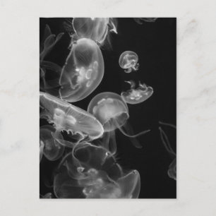 Carte Postale Méduse sous-marine