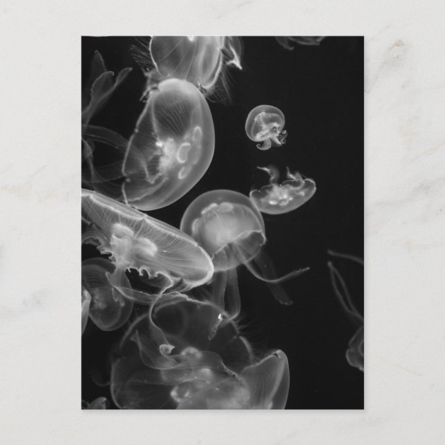 Carte Postale Méduse sous-marine (Devant)
