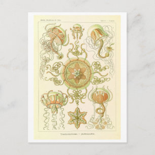 Carte Postale Méduse vintage par Haeckel
