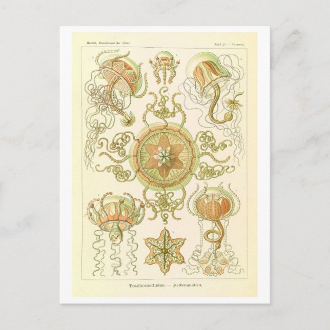 Carte Postale Méduse vintage par Haeckel (Devant)