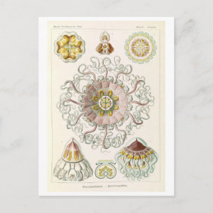 Carte Postale Méduse vintage par Haeckel