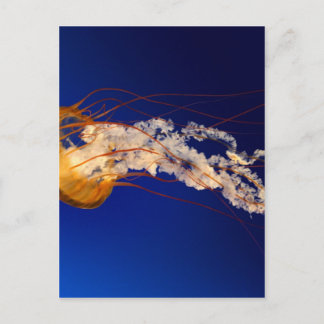 Carte Postale Méduses