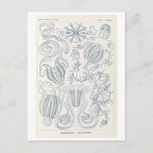 Carte Postale Méduses peignes vintage par Haeckel