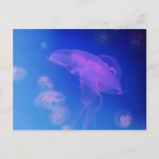 Carte Postale Méduses roses dans l'eau bleue
