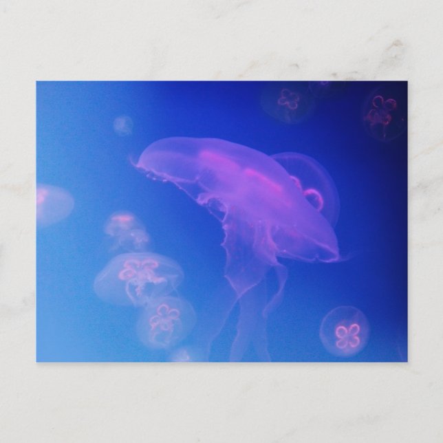 Carte Postale Méduses roses dans l'eau bleue (Devant)