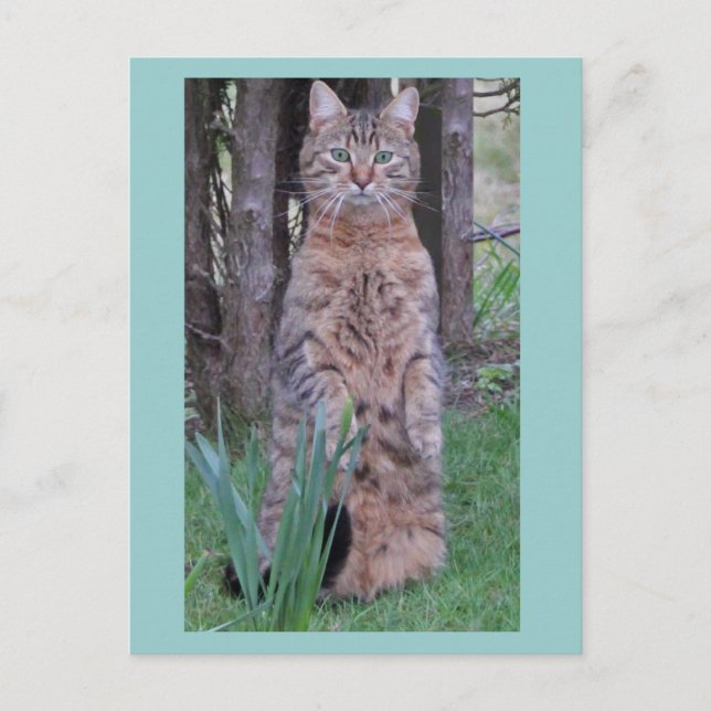 Carte postale Meercat (Devant)