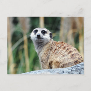 Carte postale Meercat