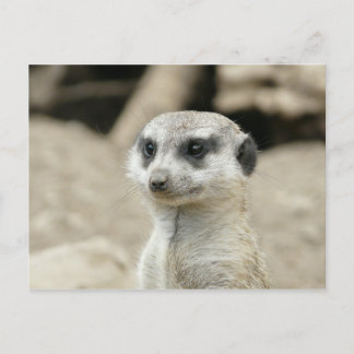 Carte Postale Meerkat
