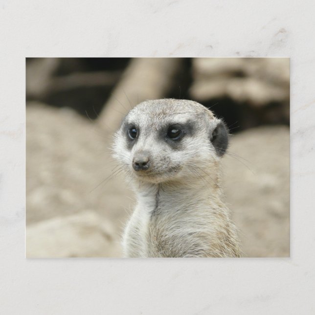 Carte Postale Meerkat (Devant)