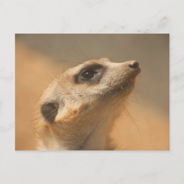 Carte Postale Meerkat (Devant)