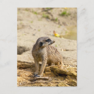 Carte Postale Meerkat