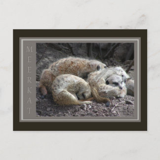 Carte Postale Meerkat