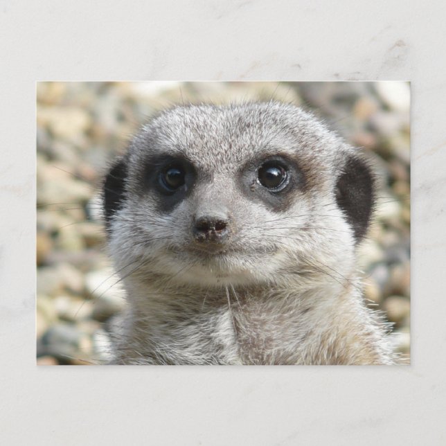Carte Postale Meerkat (Devant)