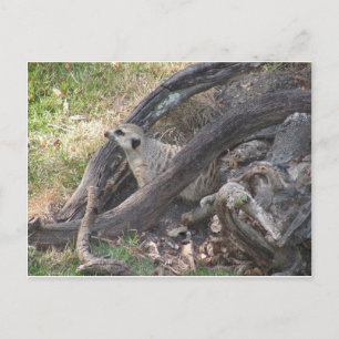 Carte postale Meerkat
