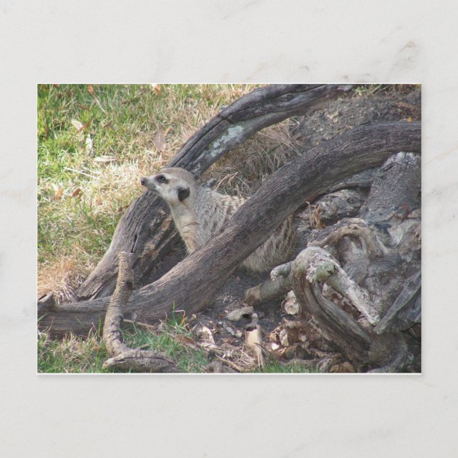 Carte postale Meerkat (Devant)